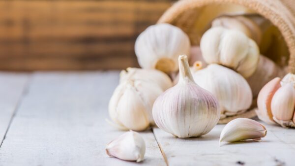 Knoblauch
