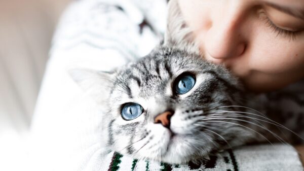 Katze