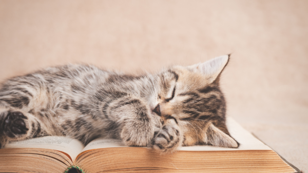 Das sagt das Fell einer Katze aus