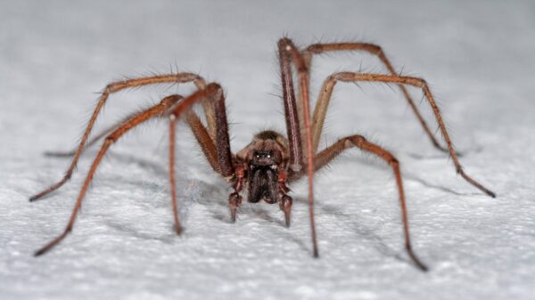Hauswinkelspinne