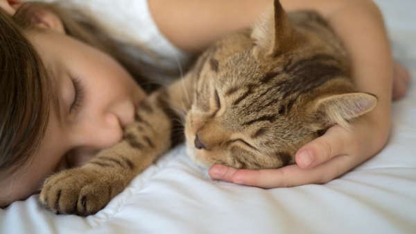 Darum schnurrt deine Katze