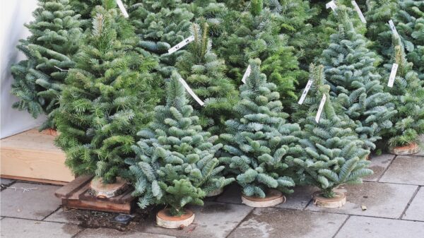 Weihnachtsbaum