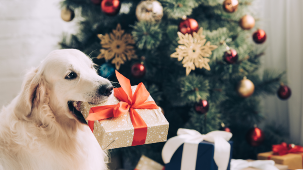 Die perfekten Geschenke für deinen Hund