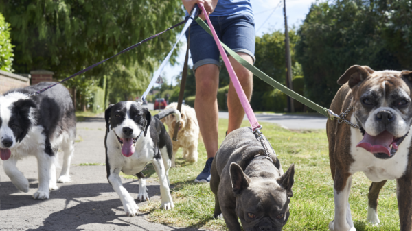 Besitzer steckt "schwulen" Hund ins Tierheim