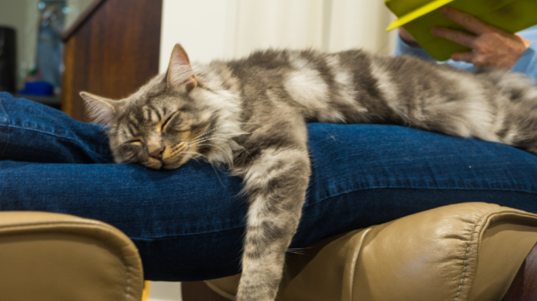 Darum liegt deine Katze immer auf dir