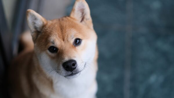 Shiba Inu