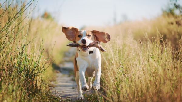 Darum gehen Hunde nie rückwärts