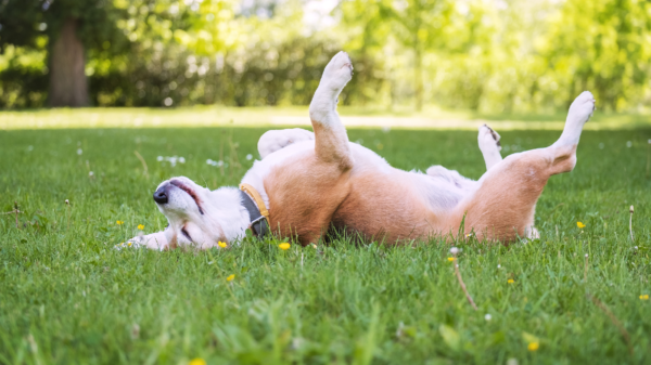 Darum liegt dein Hund auf dem Rücken