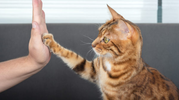 So bringst du deiner Katze Tricks bei
