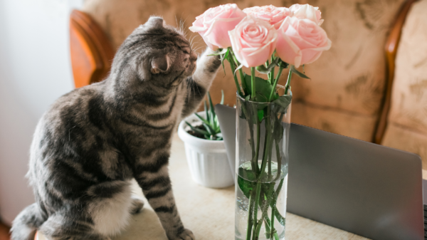 Darum schmeißen Katzen Sachen um