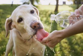 Mit diesen 4 Tipps schützt man sein Haustier vor der Sommerhitze 67 Mit diesen 4 Tipps schützt man sein Haustier vor der Sommerhitze