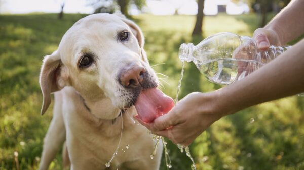 Hund im Sommer