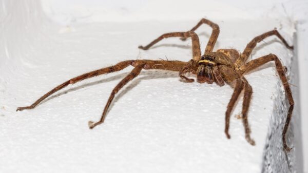 Hauswinkelspinne