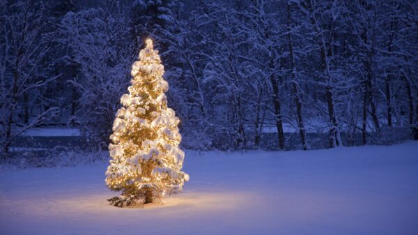 Weihnachtsbaum