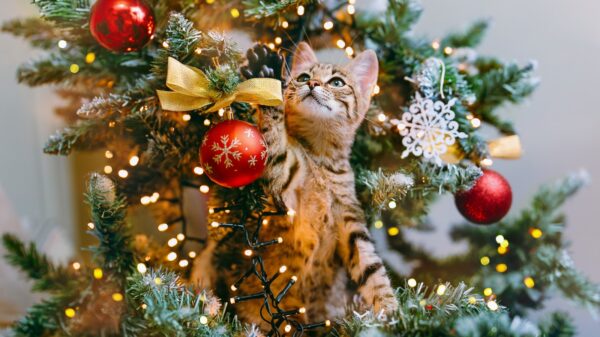 Weihnachten mit Katze