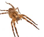Ist sie gefährlich? Nosferatu-Spinne breitet sich in Deutschland aus!