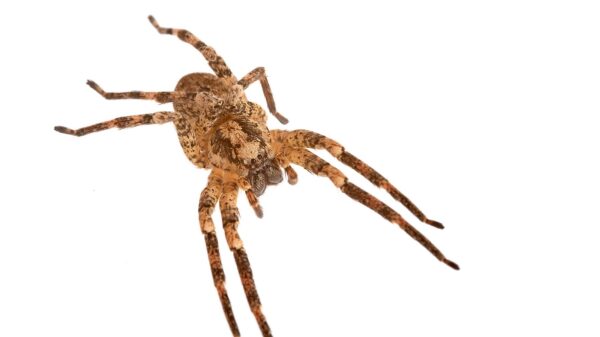 Biss der Nosferatu-Spinne: Giftig für Katzen und Hunde? 36 Nosferatu Spinne