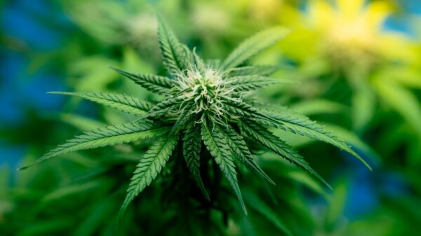 Cannabis