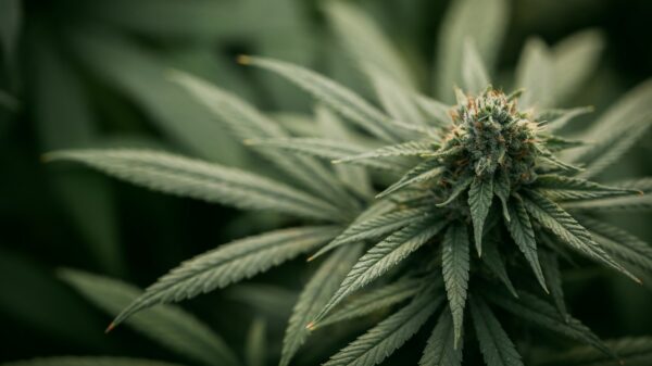 Cannabis
