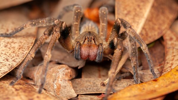 Brasilianische Wanderspinne