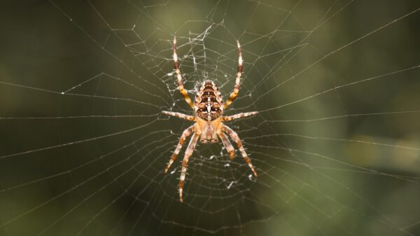 Spinne
