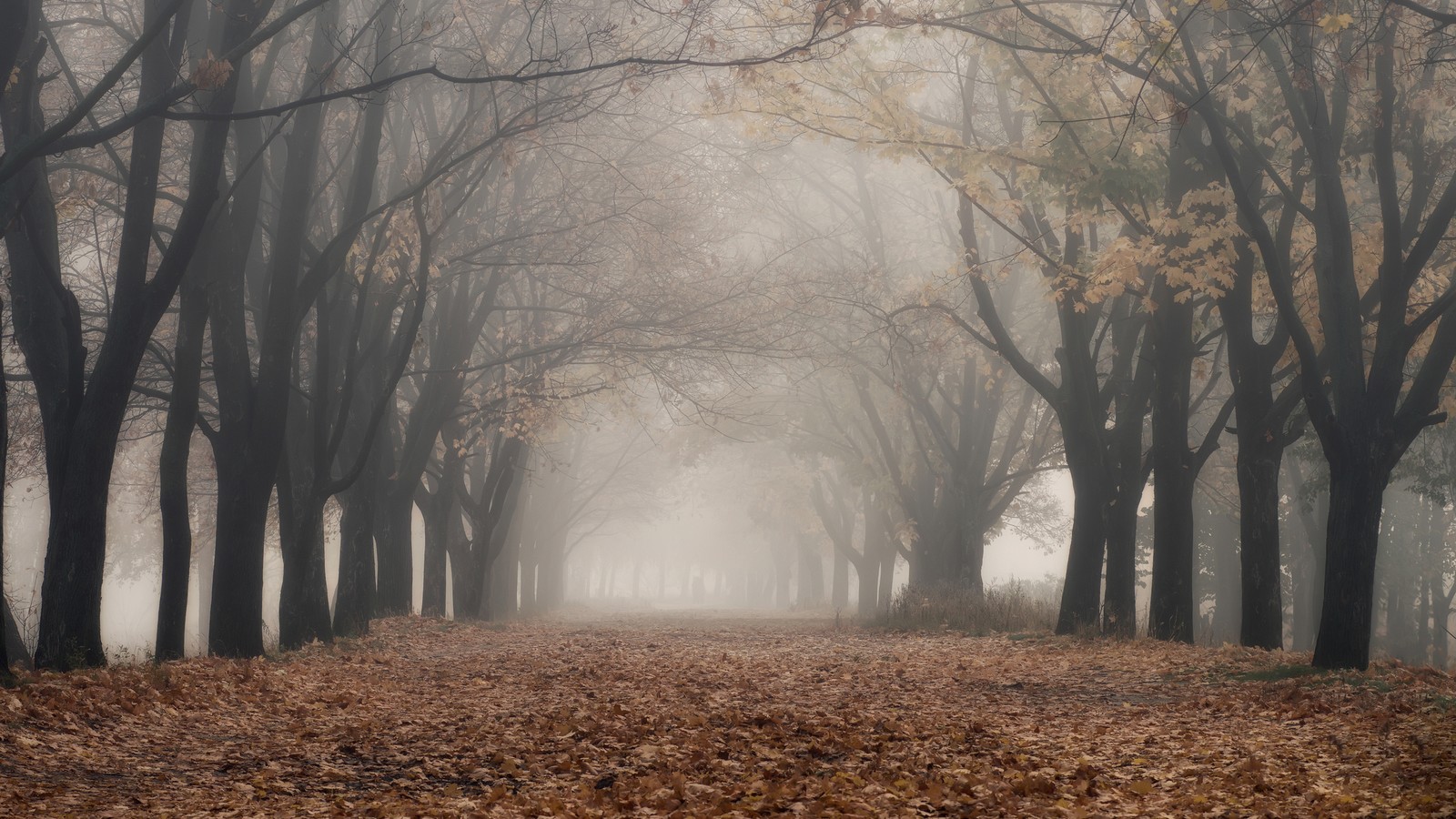 Nebel