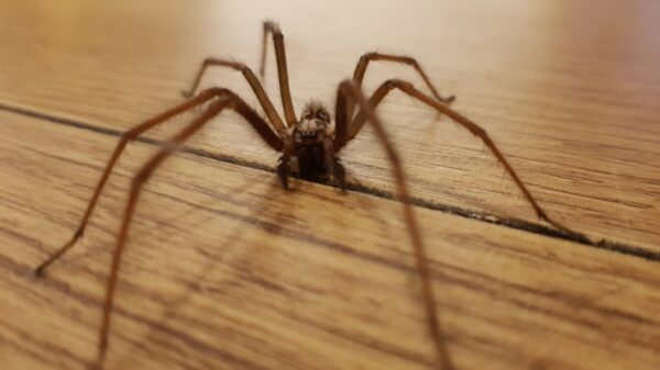 Spinne