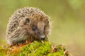 Finger weg: Darum sollte man Igel nicht anfassen!