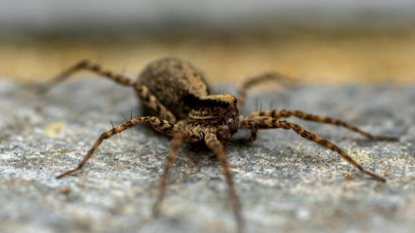 Spinne