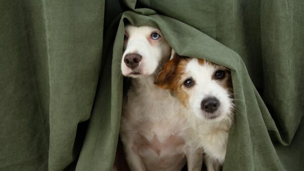 Zwei Hunde haben Angst