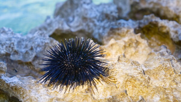 Seeigel