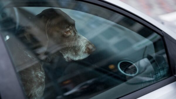 Hund im Auto