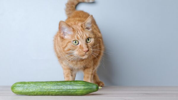 Katze und eine Gurke