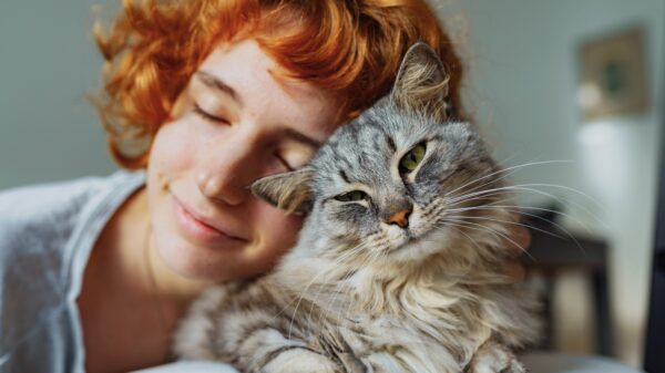 Katze