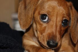 "Die stinken wie Aschenbecher": So gefährlich ist Zigarettenrauch für Hund, Katze & Co. 71 „Die stinken wie Aschenbecher“: So gefährlich ist Zigarettenrauch für Hund, Katze & Co.