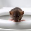 Ratte im Klo