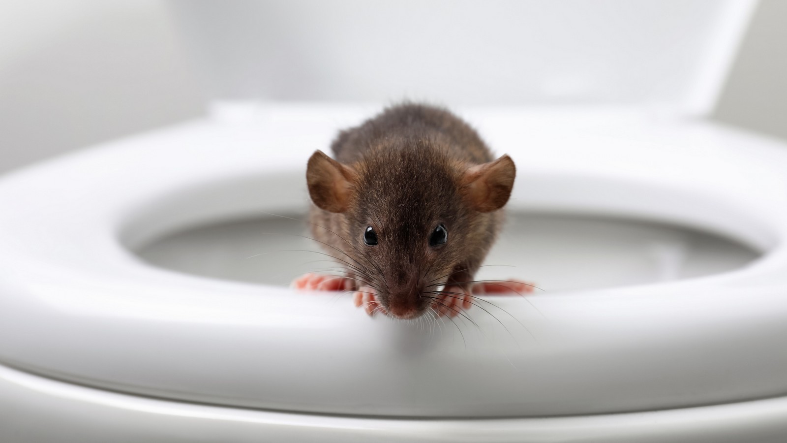 Bei diesem Fehler im Badezimmer können Ratten durch die Toilette kommen 61 Ratte im Klo