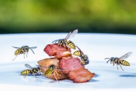 Mit dem Butterbrottüten-Trick können Wespen ferngehalten werden 66 Mit dem Butterbrottüten-Trick können Wespen ferngehalten werden