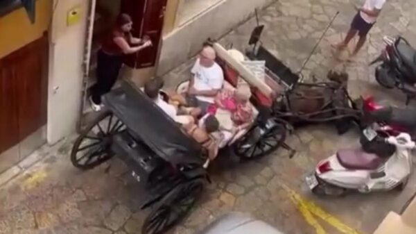 Pferd in Palma