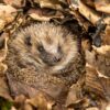 Igel im Laub