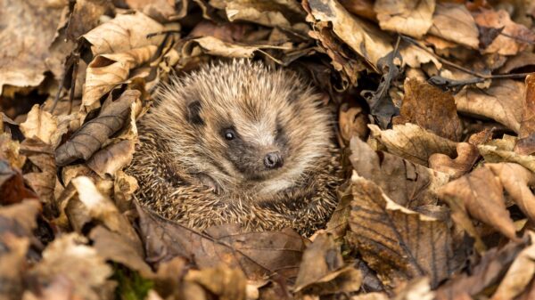 Igel im Laub