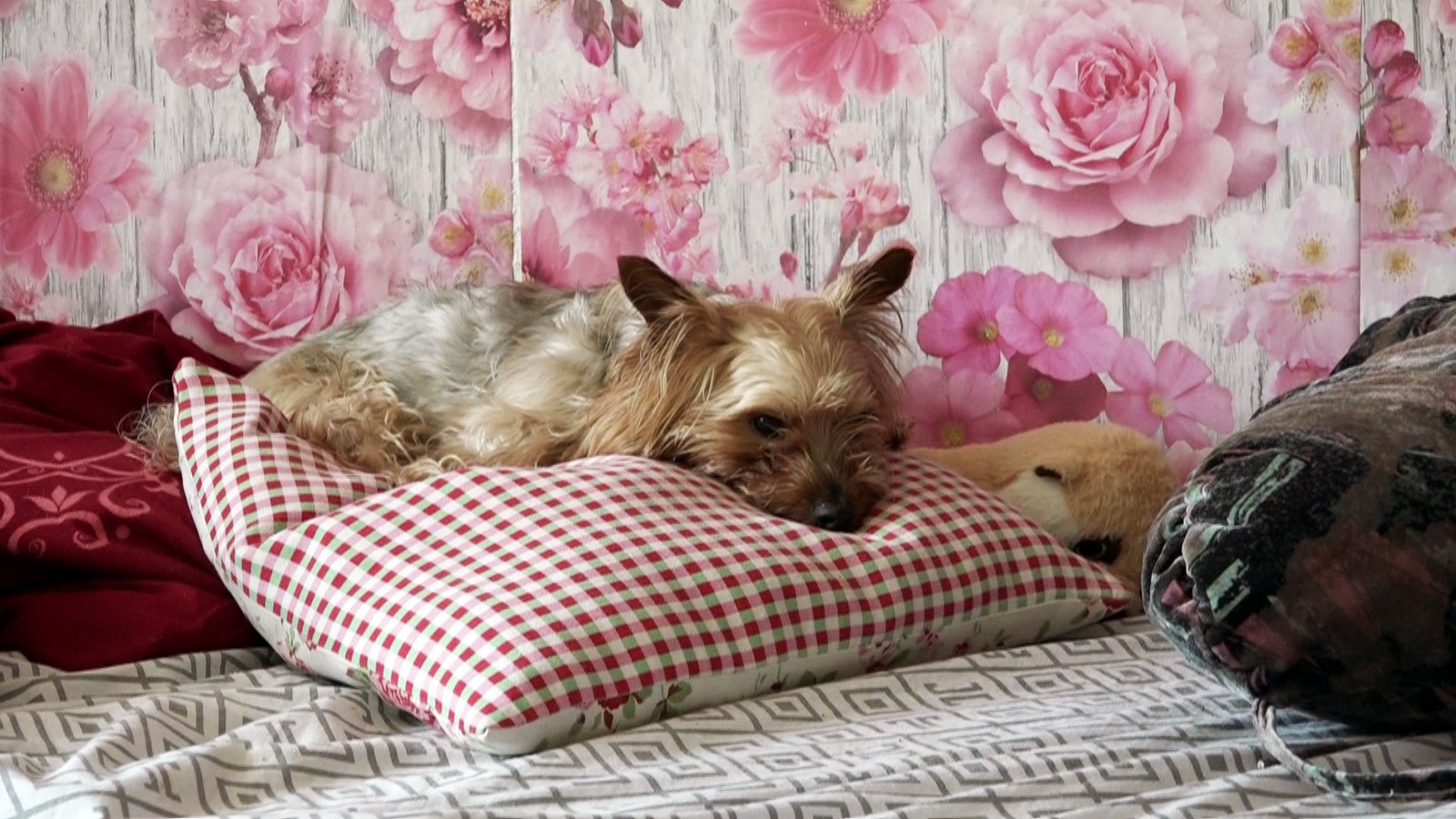 Gino aus "Hartz und herzlich"