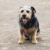 Dubai-Influencer lassen ihre Tiere im Krieg zurück 51 Hund