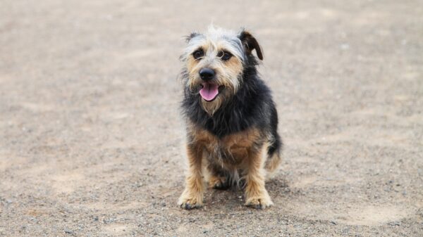 Hund