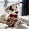 Hund und Katze