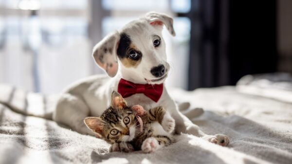 Hund und Katze