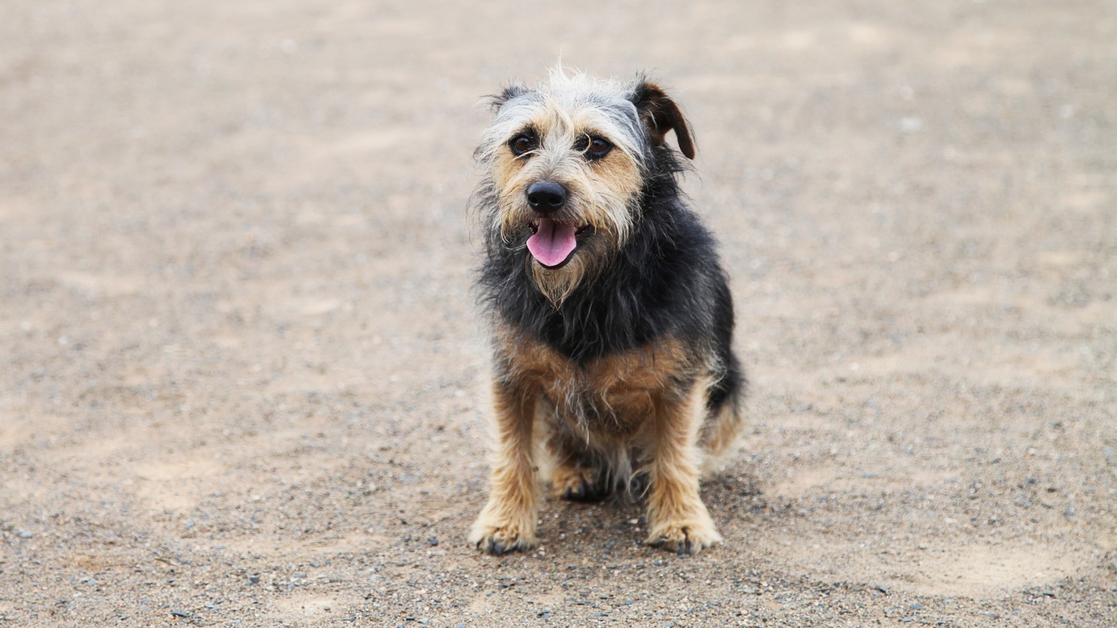 Dubai-Influencer lassen ihre Tiere im Krieg zurück 61 Hund
