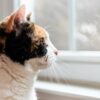 Katze