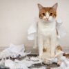 Katze