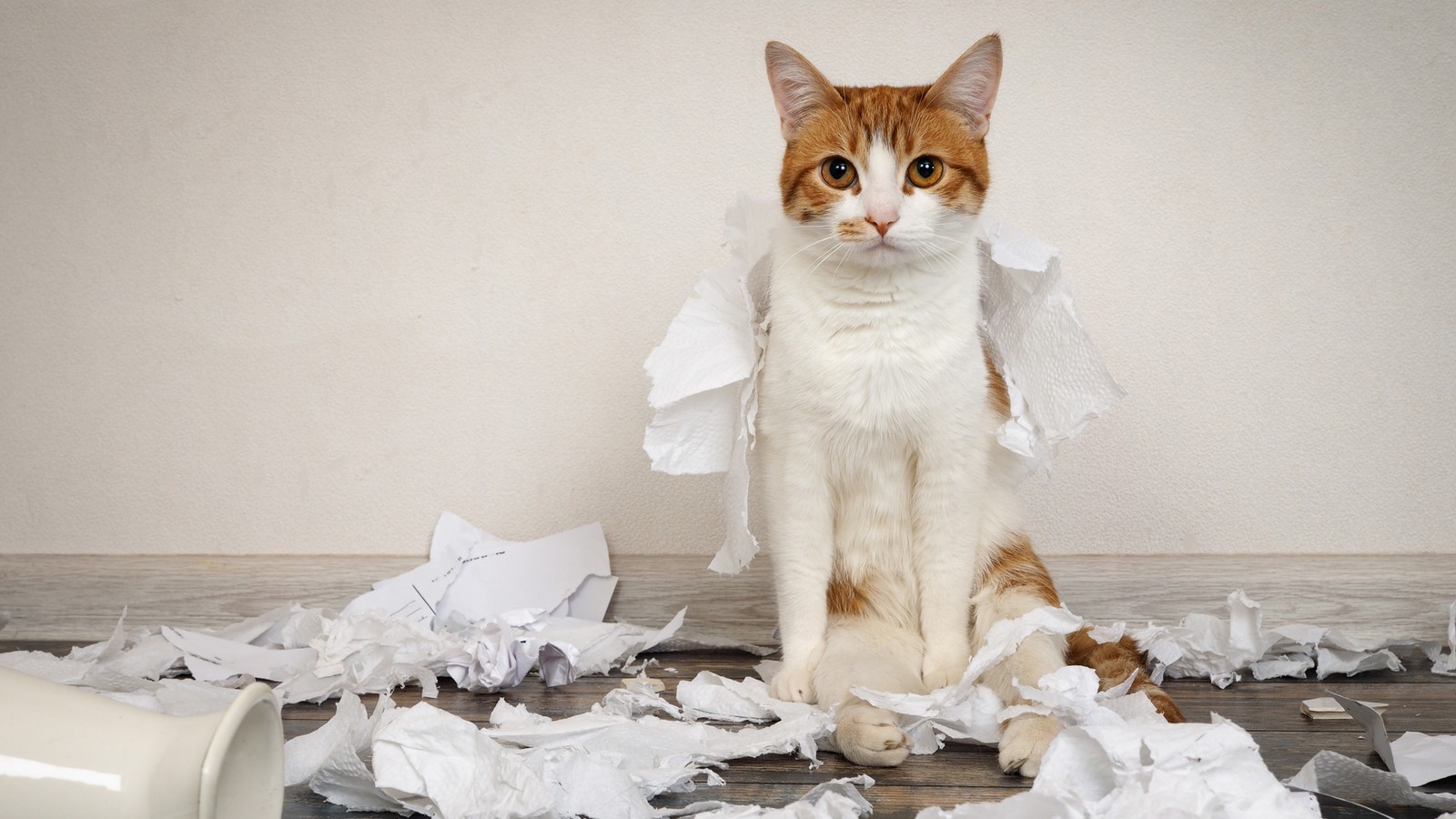 Darum liegen Katzen gerne auf Papier und anderen Unterlagen 61 Katze